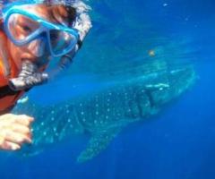 Whale Shark Tours in Cancun