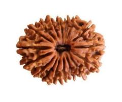 17 Mukhi Rudraksha