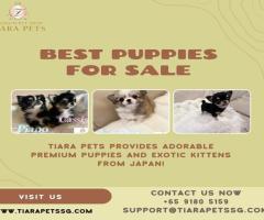 Teacup Chihuahua Puppies for Sale in Bangalore - Adorable Pups