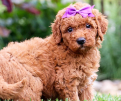 Toy Goldendoodle for Sale: The Ultimate Guide to Finding Your Perfect Petite Companion