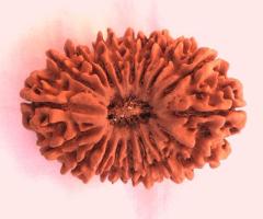 18 Mukhi Rudraksha