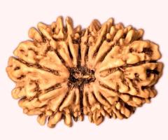 19 Mukhi Rudraksha