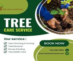 Tree Service in Rosemont – Effective Way to Care Your Trees