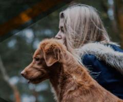 Board and Train Dog Training Los Angeles