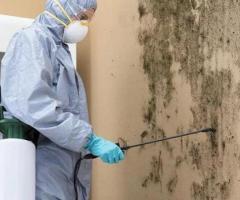 Find Top Mold Testing Companies Near Me Protect Your Home Today - 1