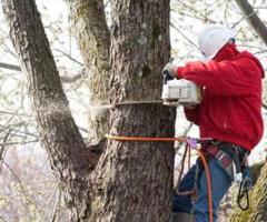 Amazing Tree Services - 1