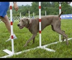 Service Dog & Puppy Training in Atlanta, GA Expert Trainers