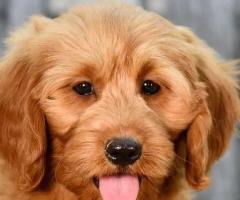 Goldendoodle Puppies