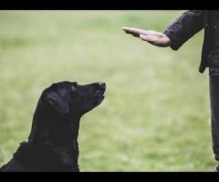 Top Dog Obedience Training in Atlanta GA for All Breeds