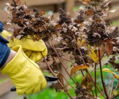 Tree Service and Shrub Care in Calgary - Evergreen Ltd - 1