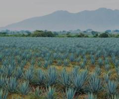 Blue Agave Inulin Powder