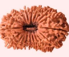 20 Mukhi Rudraksha