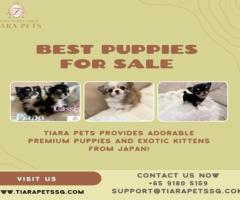 Adorable Yorkie Teacup Puppies for Sale in Mumbai - 1