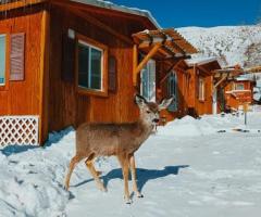 Escape to Nature's Wonderland: Discover Charming Cabins in Yellowstone!