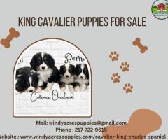 King Cavalier Puppies for Sale