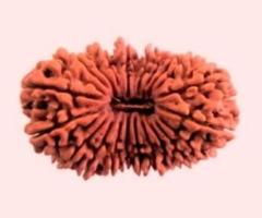 21 Mukhi Rudraksha