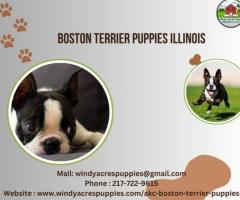 Boston Terrier Puppies Illinois - 1