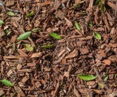 Mulching And Bed Maintenance Services In Lilydale For Land Clearing - 1