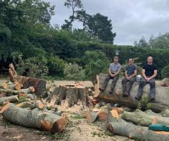 Weymouth Tree Surgeons