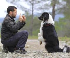 Service Dog Training Atlanta: Best Care for Your Canine