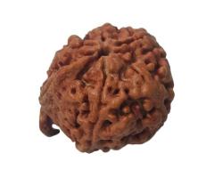 Ganesha Rudraksha