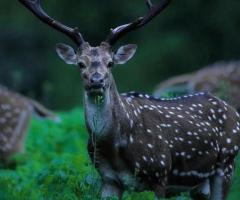 Safari Timing in Pench