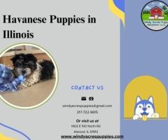 Charming Havanese Puppies Available in Illinois! - 1