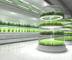 hydroponics farming in USA