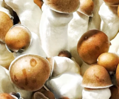 Online Mushroom Spore Store | Premium Selection & Quality Spores