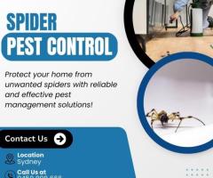 Spider Pest Control