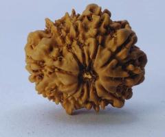 Natural 12 Mukhi Nepali Rudraksha - 1