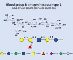 Blood Group Glycans Research and Solutions | GlycoDepot