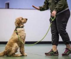 Top Dog Obedience Classes in Atlanta for All Breeds & Ages