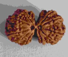 Gauri Shankar Rudraksha