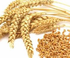 Import And Export Wheat In India