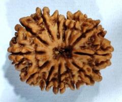 Natural 13 Mukhi Nepali Rudraksha