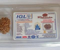 Natural 14 Mukhi Nepali Rudraksha - 1