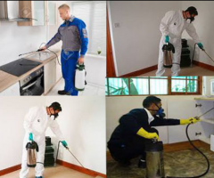 Pushpa pest Provided Best Pest Control Service in Ranchi