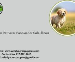 Find Your Perfect Golden Retriever Puppy in Illinois