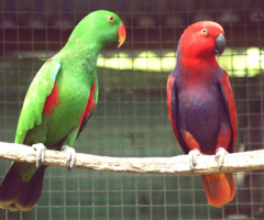 Bird Importers USA: Trusted Services for Safe and Legal Bird Importation - 1