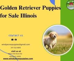 Golden Retriever Puppies for Sale at Windy Acres Puppy - 1