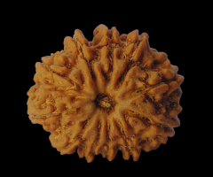 Natural 11 Mukhi Nepali Rudraksha