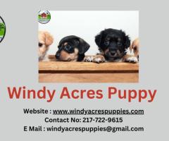 Find Your Perfect Cocker Spaniel at Windy Acres Puppy!