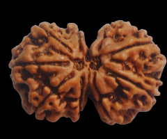 Gaurishankar Rudraksha