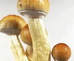 Buy Golden Teacher Mushroom Spores |Mushroom Spore Store