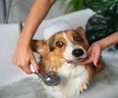 Pet grooming coimbatore price list | mobile pet grooming coimbatore - 1