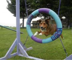 Premier Dog Training Camp Atlanta: Obedience & Agility - 1