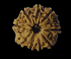 Natural 9 Mukhi Nepali Rudraksha