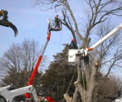 Expert Tree Removal Houston – Texas Tree Expert