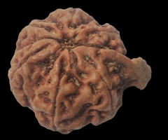 Ganesha Rudraksha